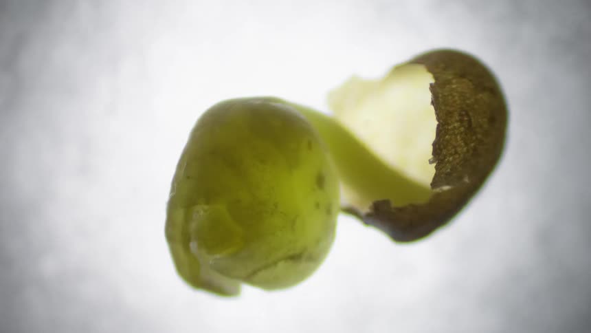 A plant shoot emerges from a seed