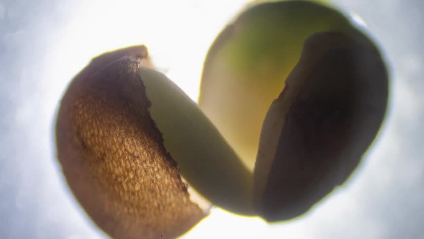 A seed comes to life as a flower emerges under a microscope