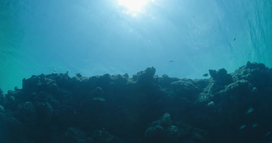 Fishes swimming underwater in the ocean