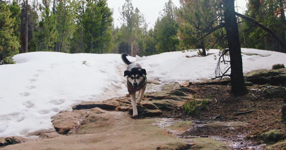 A dog walks over snow to rocks with tail wagging
