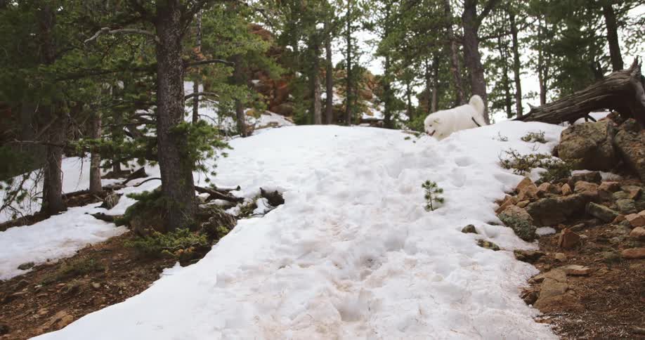 Dogs walking in a snow covered forest with trees the sky and clouds in the background