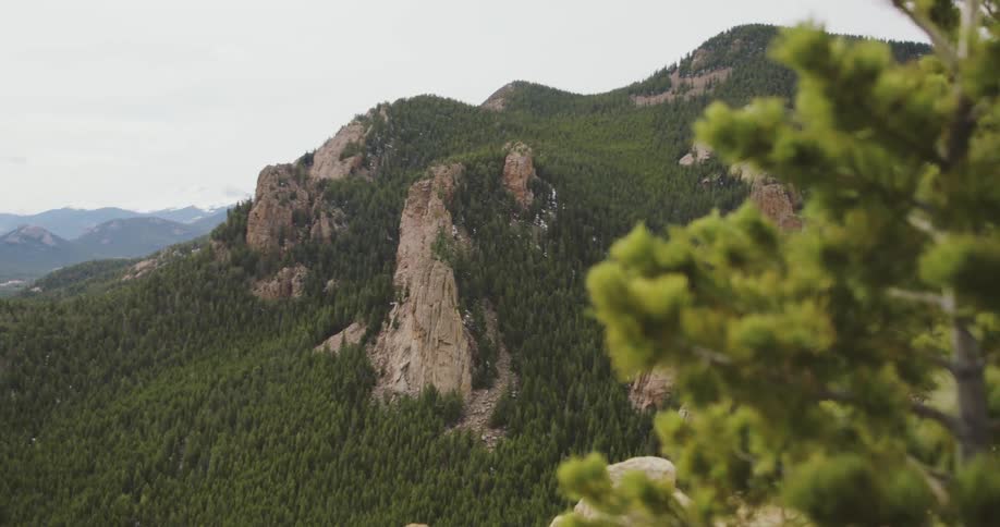 Vegetation covering a mountain range on a summer day