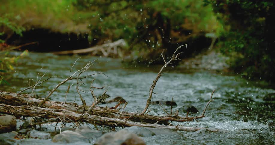 A dead trees crashes into a river in the wilderness
