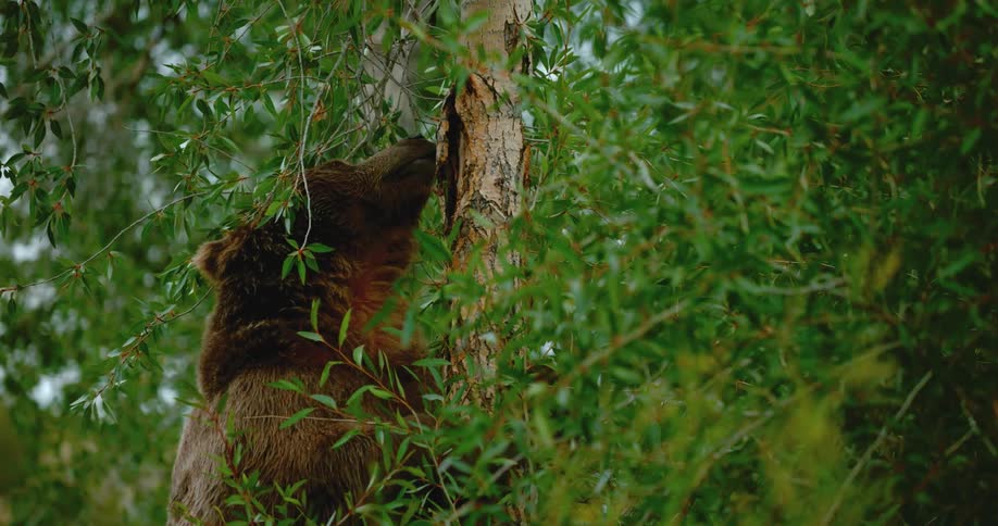 A bear with his paws on a small tree
