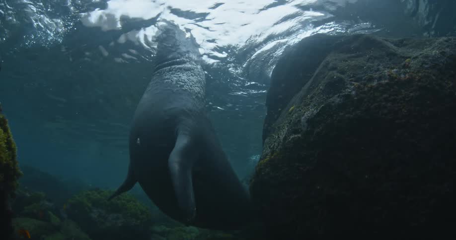 A sea lion filmed from underwater sticks his head out of the water