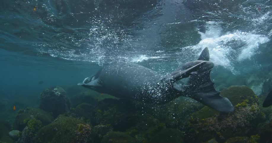 A manatee swims in the water