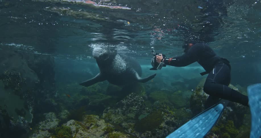 A diver films a manatee in shallow water