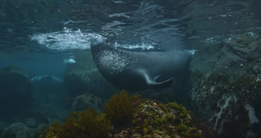 A swimming seal puts its head up through the surface