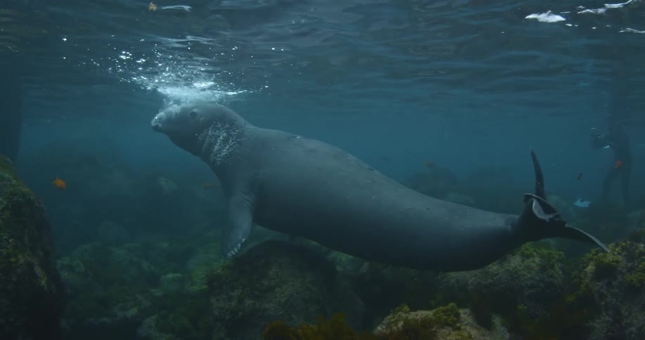 A large manatee floats underwater