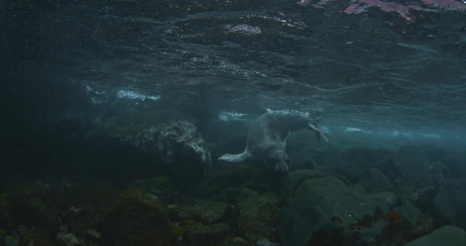 An underwater view of a seal swimming around large rocks