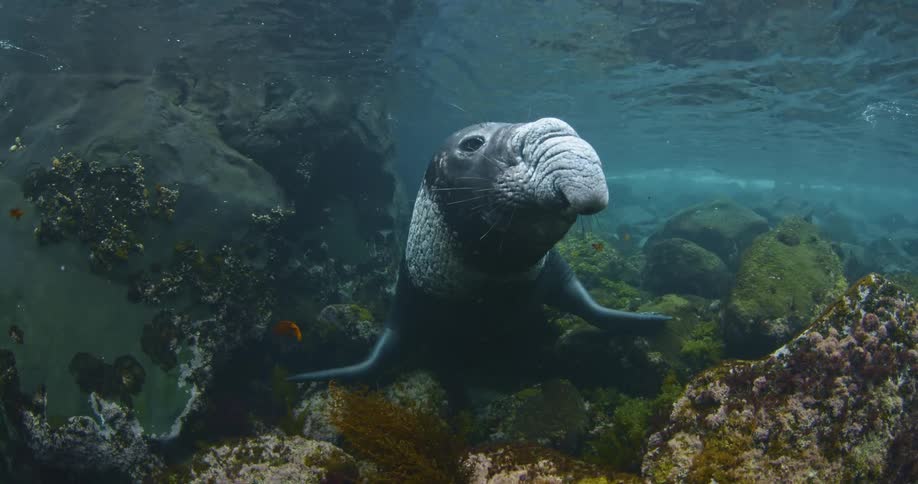 A sea lion is underwater near a lot of rocks and is looking and moving towards the camera