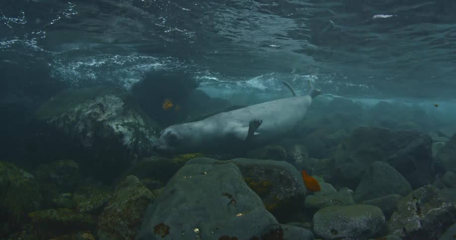 Seal swimming just below the surface of the water in a shallow rocky area