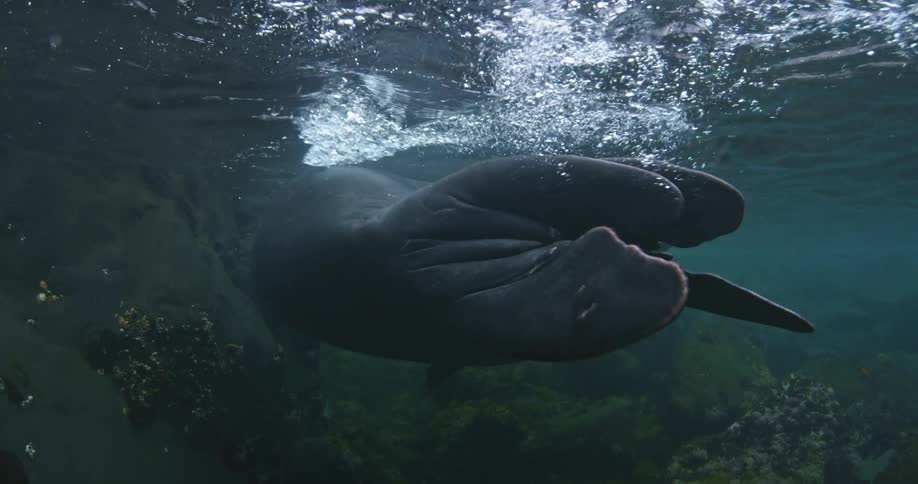 A seal propels itself underwater using its back flippers