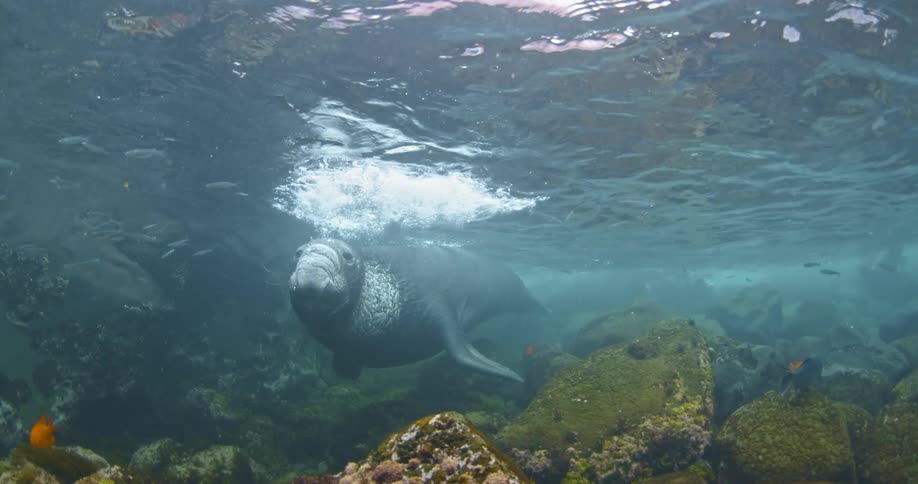 A large manatee floats underwater