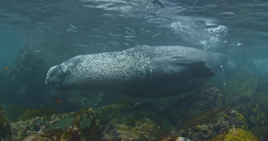 A manatee swimming around the ocean