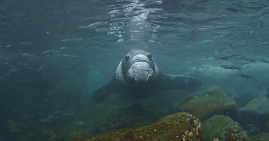 A manatee swimming towards the camera