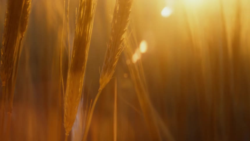 A grassy plain with wheatgrass