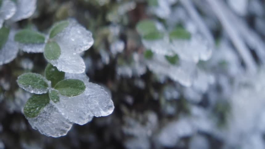 Plant leaves covered in ice