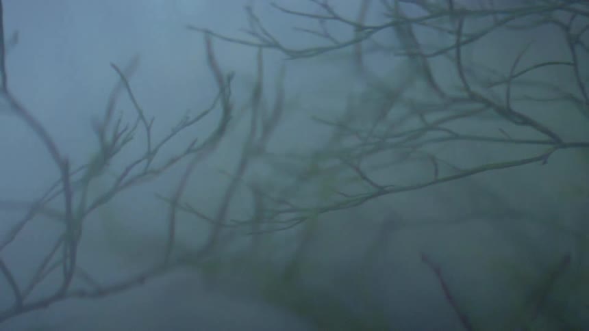A storm blowing over bare tree branches