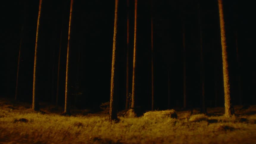 The lights flash on the forest at night