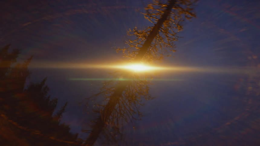 A bright light shines on a tree in a forest