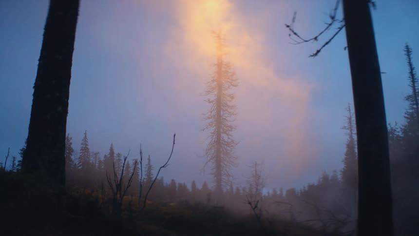 Smoke rises from the burnt forest