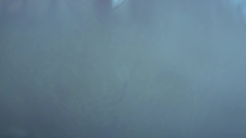 Smoke billows over bushes and trees