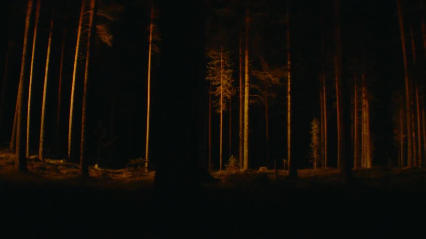 Golden lights brighten forest creating dancing shadows