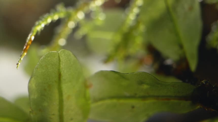A plant with leaves with water in the background