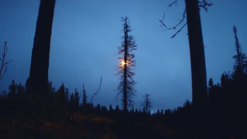 Two trees loom above the rest in a forest
