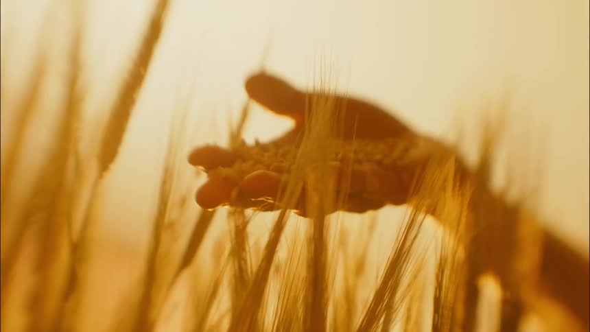 Person holds hand out letting grains of wheat flow out over golden stalks of wheat