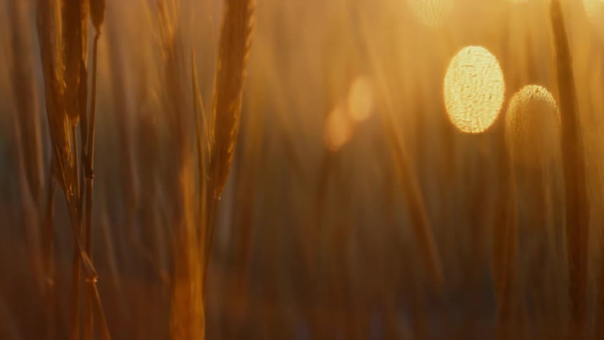Sunlight glowing behind a field of wheat