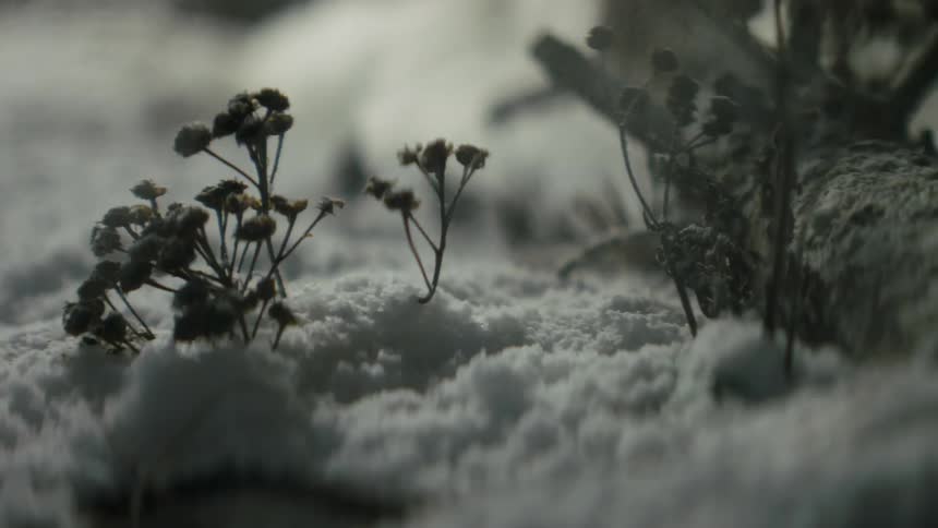 A number of small plants protrude out of the snow as the lighting flickers