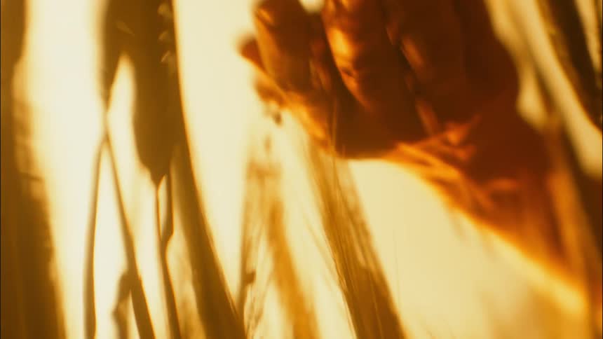 An elderly person holding grain in a rural field