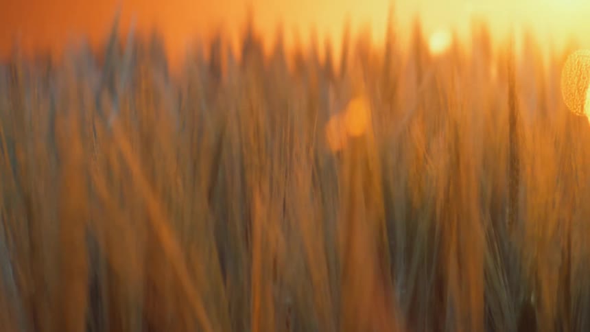 A golden flare of sunlight shines down on a group of plant stalks