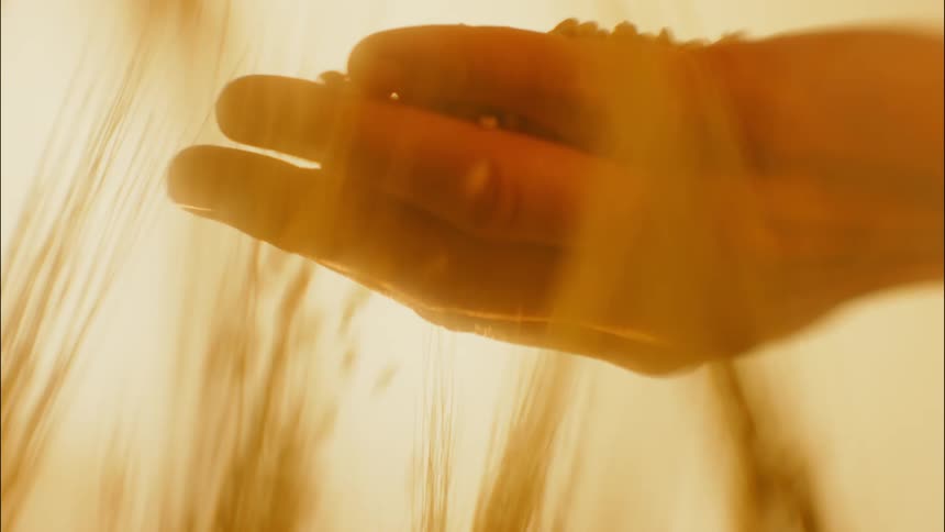 A person drops a handful of grain