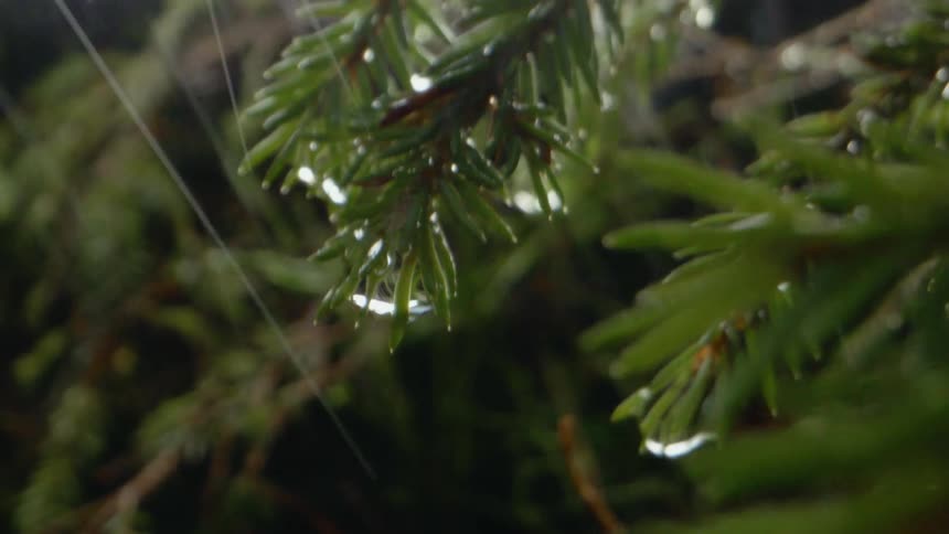 Raindrop falling from leaf