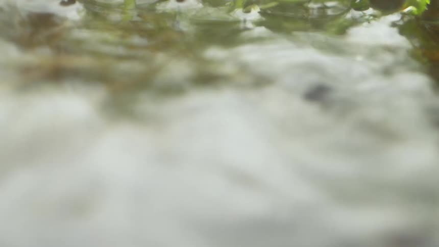 Rain falls on the weeds in the lake