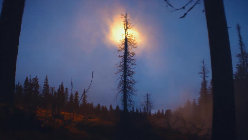The sun is peaking through the tree