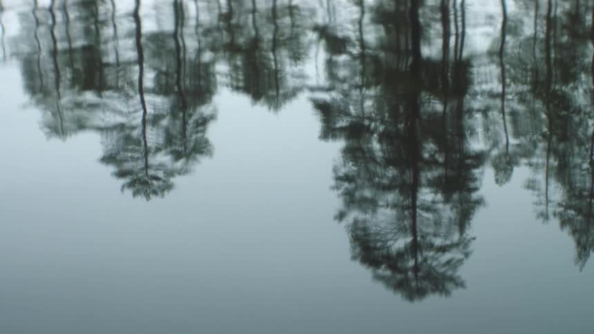 A view of a lake with a reflection of trees