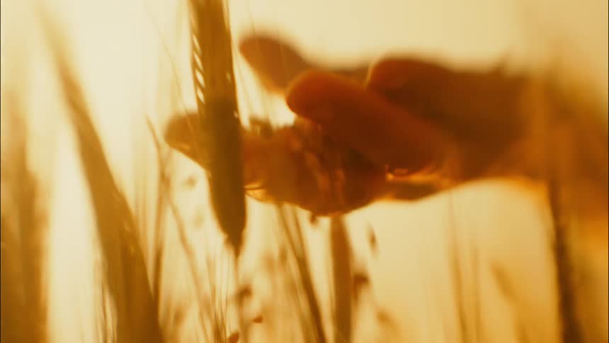 Hand in between wheat