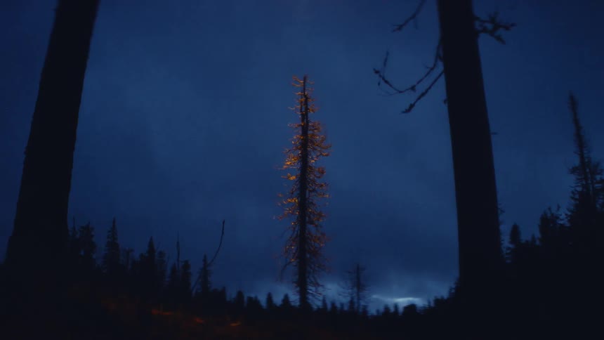 Drone shines a yellow light over the silhouette of a single tree in the forest at night