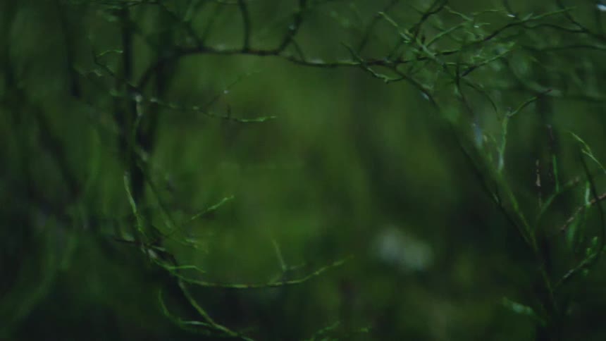 The grass is wet in the forest