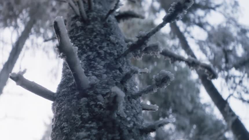 Frost and snow covering a tree trunk and its branches in a forest during the day