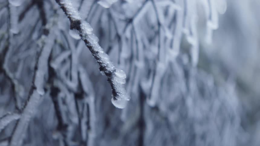 Ice covered tree branches in winter