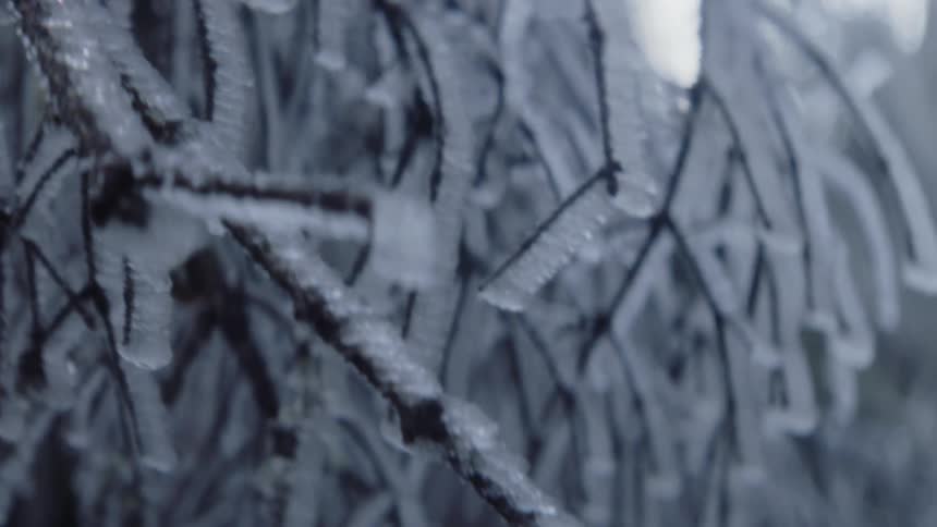 Frost over the frozen branches of a tree in the forest at evening