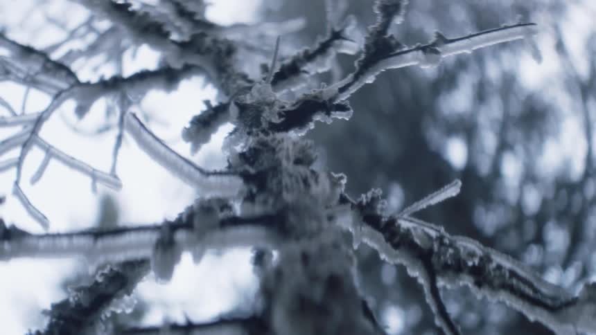 A layer of ice and snow covers branches on a tree