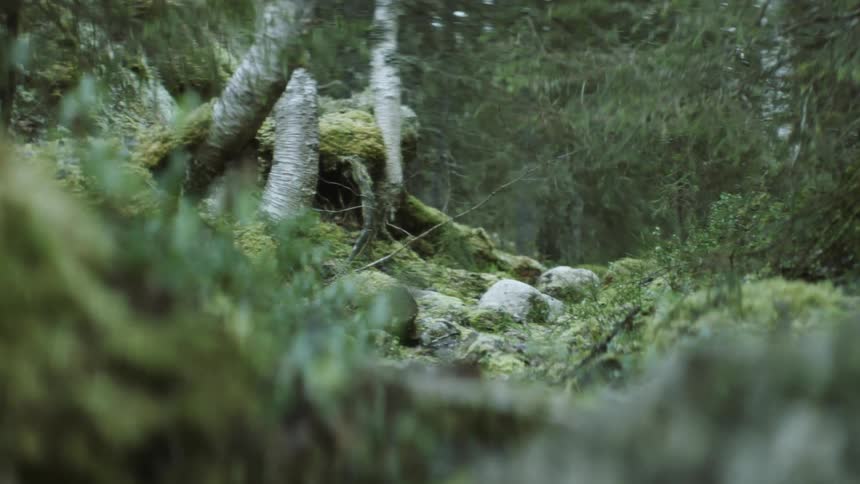 A view of a forest in the day