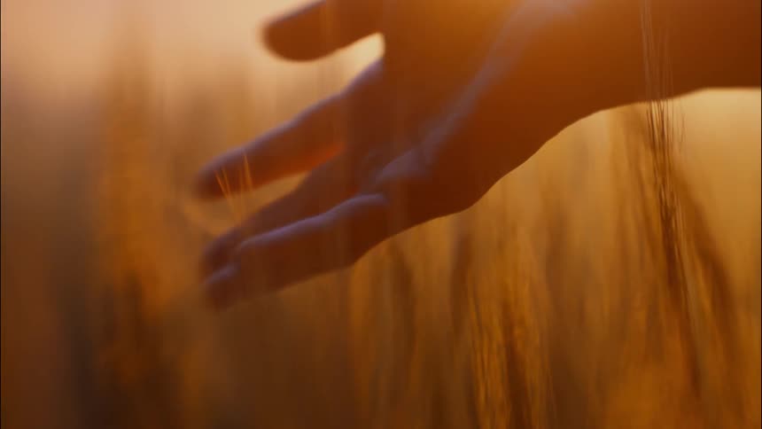 Human hand in wheat