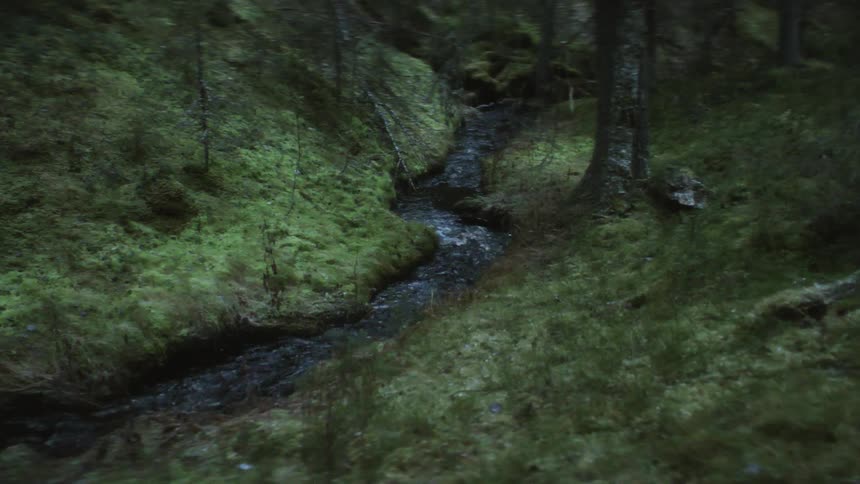 A stream flowing through trees in a forest